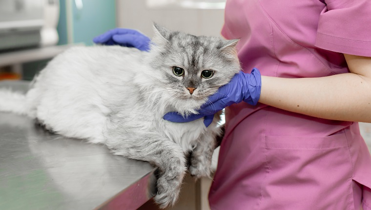 Der professionelle Tierarzt der jungen Frau streichelt eine große graue Katze auf dem Tisch in der Tierklinik.