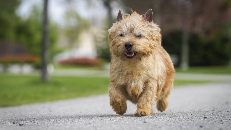 Norwich Terrier walking on pavement in public park. meet these small dog breeds.