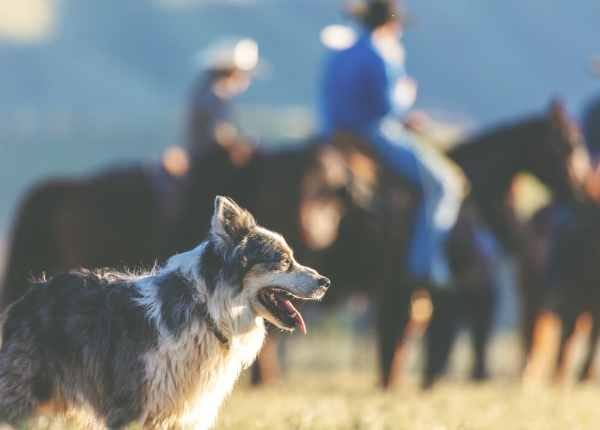 Digoxin für Hunde Verwendung, Dosierung und Nebenwirkungen Haustiere