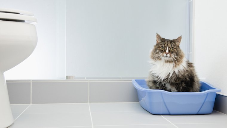 Katze im Badezimmer