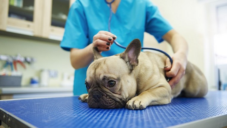 Weiblicher Tierarzt, der Hund mit Stethoskop in der Veterinärchirurgie untersucht. Hund hat möglicherweise eine Bordetella-Infektion.