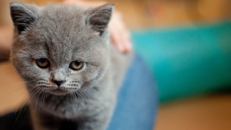 Nahaufnahme eines Kätzchens, das mit sanftem und traurigem Ausdruck in die Kamera starrt