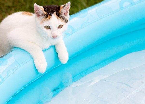 kitten balance at swim basin