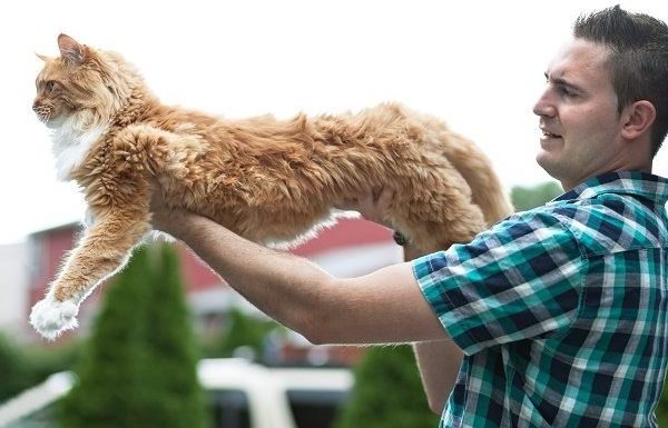 A man holds a fully stretched out, orange Maine Coon cat.
