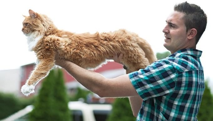 A man holds a fully stretched out, orange Maine Coon cat.