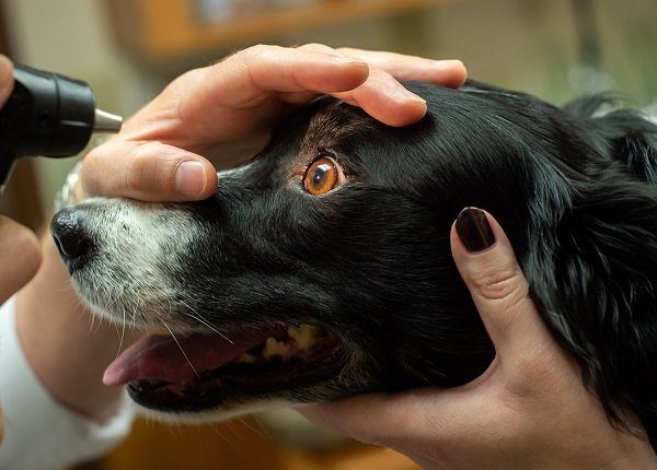 A Border Collie gets an eye exam with an otoscope at a veterinary office by a vet. Checking for collie eye anomaly.