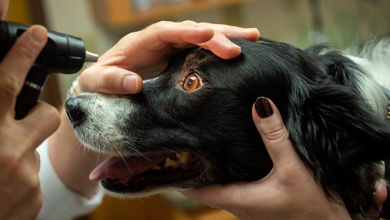 A Border Collie gets an eye exam with an otoscope at a veterinary office by a vet. Checking for collie eye anomaly.