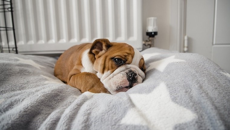Depression bei Hunden Symptome, Ursachen und Behandlungen Haustiere Welt
