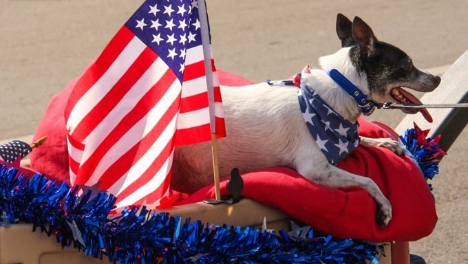 dog in 4th of july parade