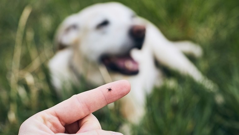 Close-up view of tick on human finger against dog lying in grass.