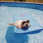Dog Floating
