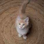 red cream colored maine coon kitten standing on a round carpet looking up