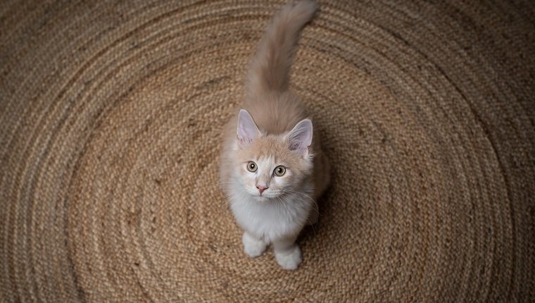 rotes cremefarbenes Maine Coon Kätzchen, das auf einem runden Teppich steht und nach oben schaut