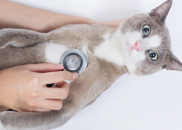 Cat veterinarian checking With STETHOSCOPE Cats with shock and fear