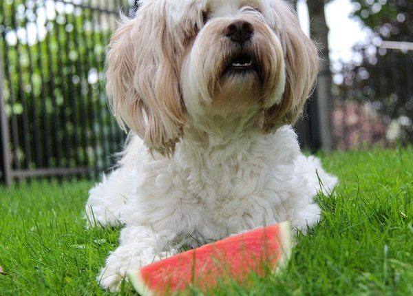 dog with watermelon