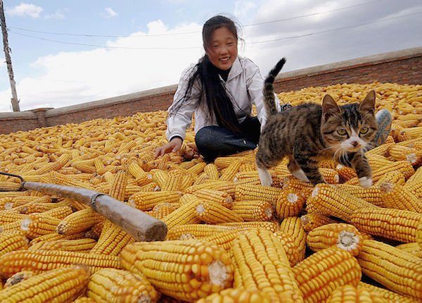 Cat and corn