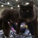 cat being held up at show