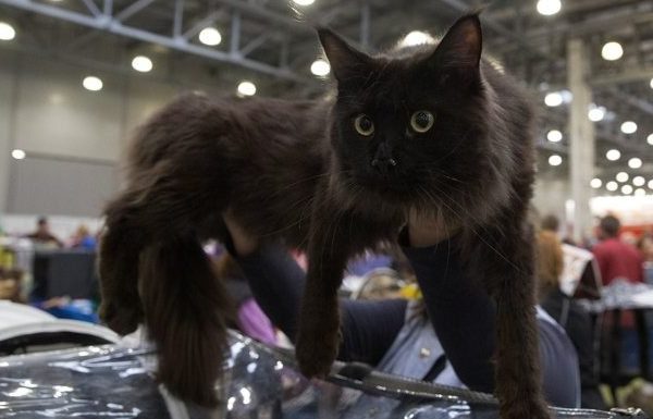 cat being held up at show