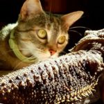 Close-Up Of Cat Looking At Lizard on national hug your cat day