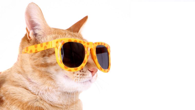 Katze in Sonnenbrille