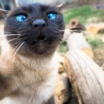 Siamese cat makes a selfie looking at the camera