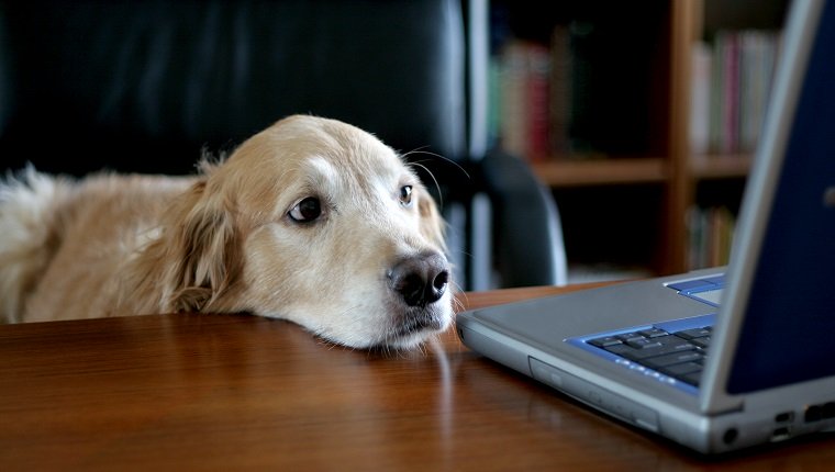Foto eines Golden Retrievers, der in einem Büro an einem Schreibtisch sitzt. Dies beweist, dass jeder alte Hund die Arbeit einer Führungskraft erledigen kann! ;)