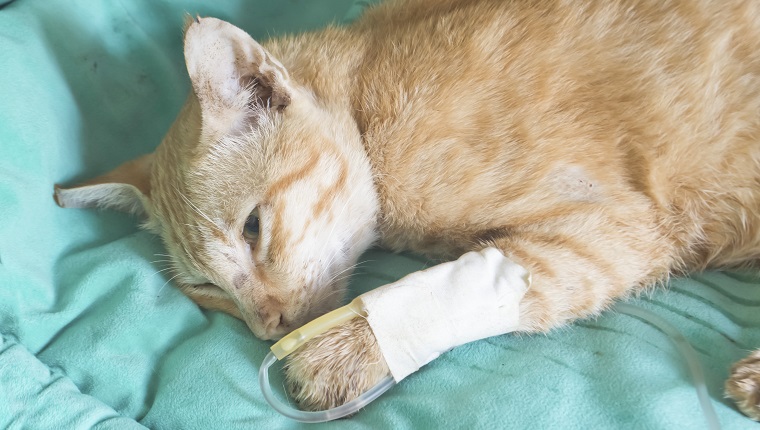 Flüssigkeitstherapie bei Katze
