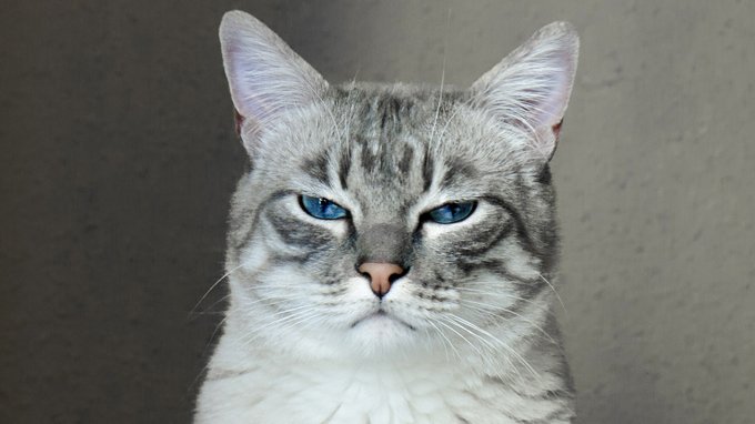 Portrait of a gray cat with blue eyes.