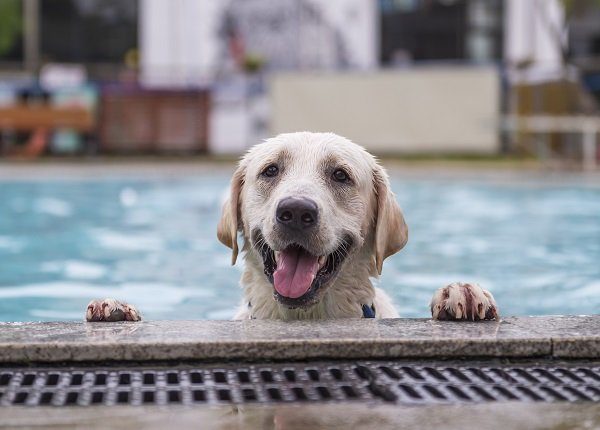 Labrador Retriever kneeling by the pool