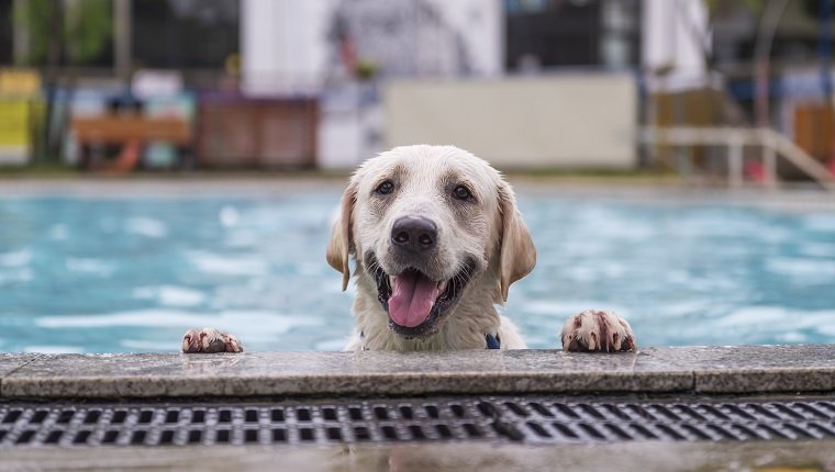 Labrador Retriever kneeling by the pool