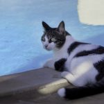 Black and White coloured cat l relaxing near pool. Stock Image.