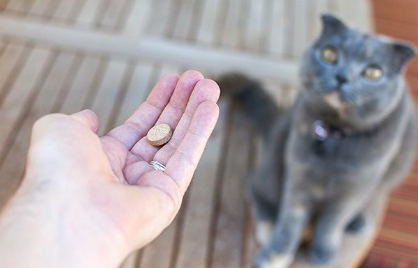 owner gives prednisone to cat