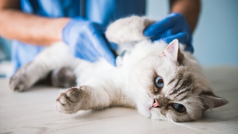 Cute blue-eyed cat is lying on the table while being examined by the veterinarian, possibly has salmonella infection