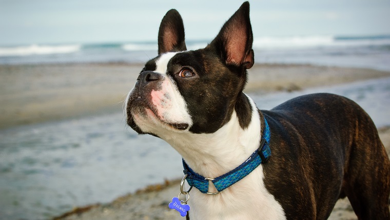 Hund, der nach oben schaut, während er am Strand gegen Himmel steht