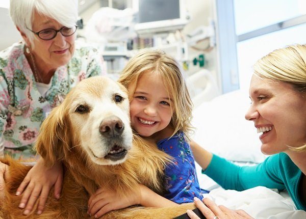 Kirschauge bei Hunden Symptome, Ursachen und Behandlungen Haustiere Welt