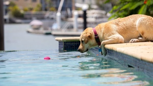 Yellow labrador puppy contemplating jumping into a pool in Australia.