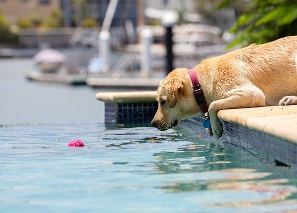 Yellow labrador puppy contemplating jumping into a pool in Australia.