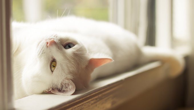weiße Katze, die in der Sonne liegt