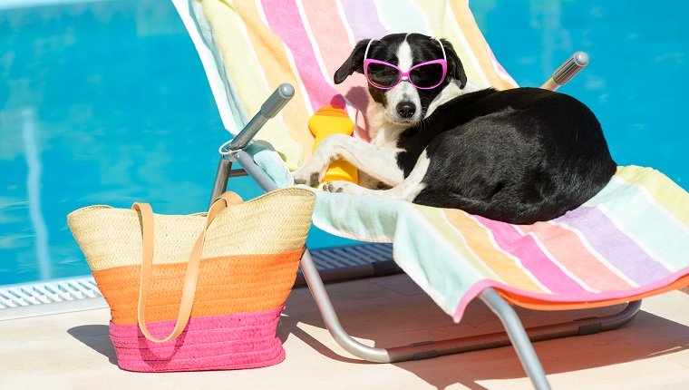 Funny female dog sunbathing on summer vacation wearing sunglasses. Pet relaxing on a hammock at swimming pool.