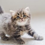 Close-Up Portrait Of Kitten