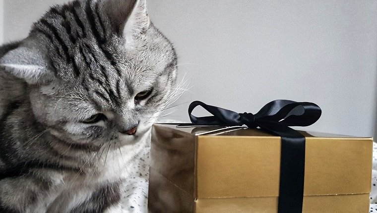 Eine Katze, die ein Weihnachtsgeschenk in einer goldenen Schachtel mit schwarzem Band überprüft