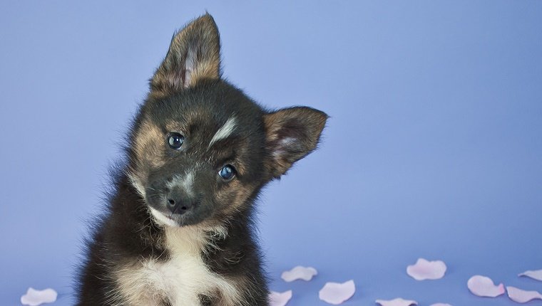 A Pomsky puppy tilts his head to the side in front of a blue background.