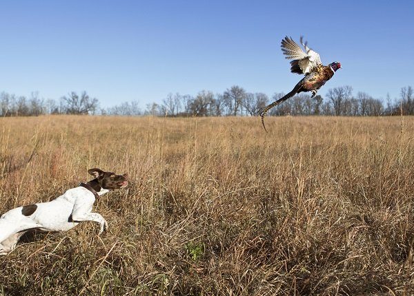 English pointer with rooster pheasant flushing out of a grass field.