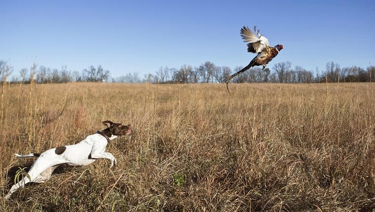 English pointer with rooster pheasant flushing out of a grass field.