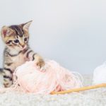 Kitten and yarn for world wide knit in public day