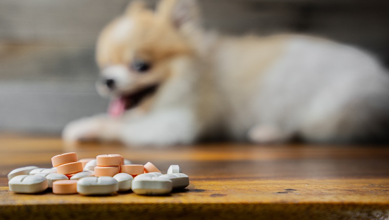 Veterinärmedizin, Haustier, Tiere, Gesundheitskonzept - Fokus auf Paracetamolpillen, Tabletten mit Unschärfe Pommerscher Hund, der auf weißem Hintergrund sitzt, isolieren.