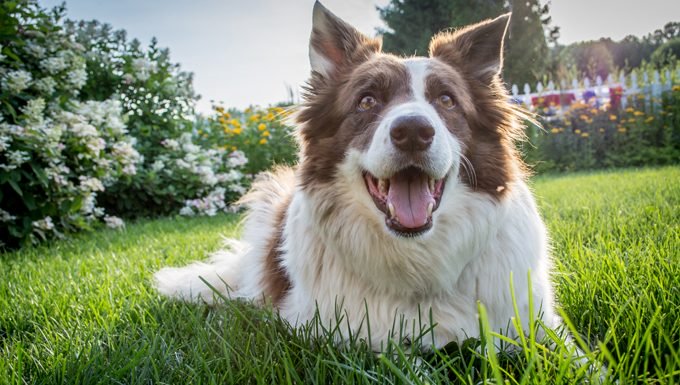 happy dog smiling on grass