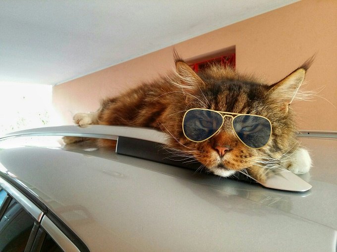 Die coolste Katze auf einem heißen Autodach.