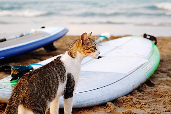 Surf's up, Katzenkumpel!
