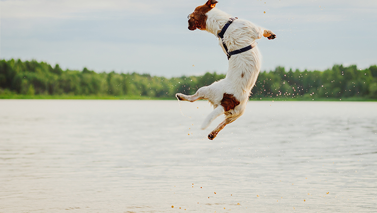 Jack Russell Terrier von hinten im Wasser hüpfen